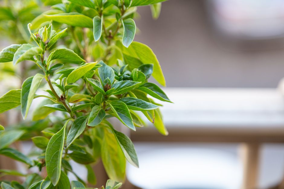 Un balcon potager qui tient tout l'été